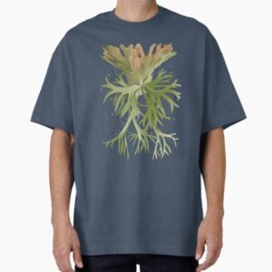 Staghorn Fern Illustration – Platycerium Willinckii